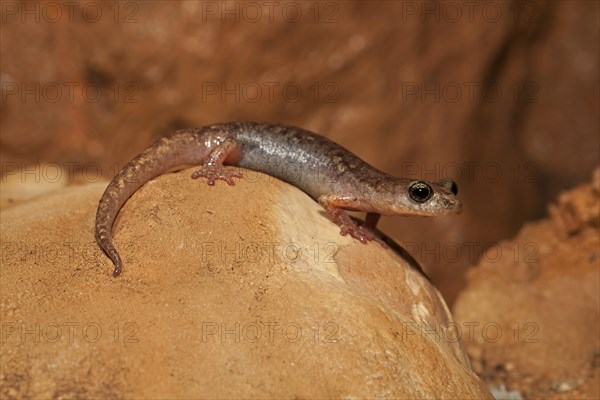 Brown cave salamander (Atylodes genei)