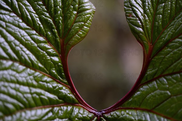 Leaf in front of the out of focus mountain jungle