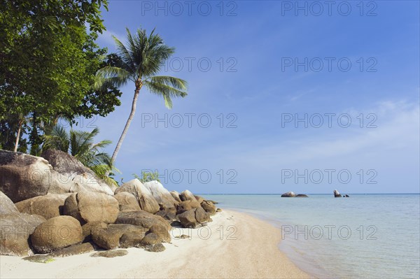 Beach with palm trees