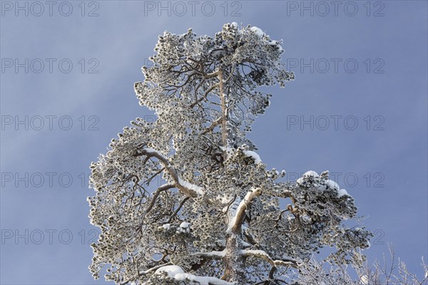 Ice-covered tree near Saariselka