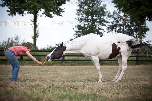 Paint Horse