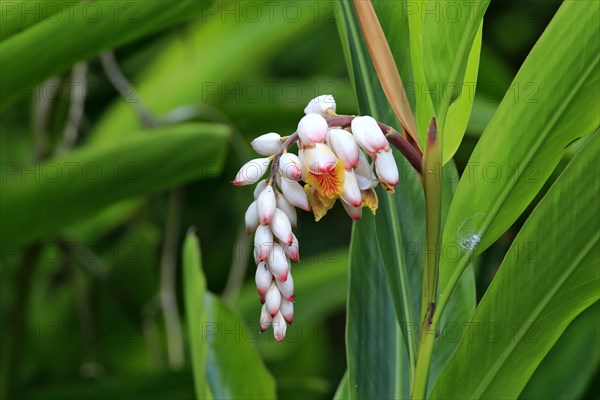 Shell Ginger (Alpinia zerumbet)