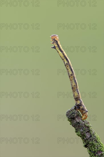 Caterpillar
