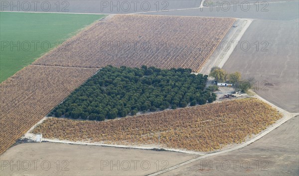 Cultivated citrus trees in the Guadalquivir river valley