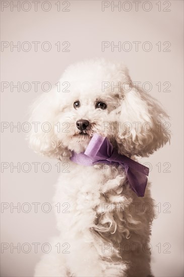 Toy poodle with bow around the neck