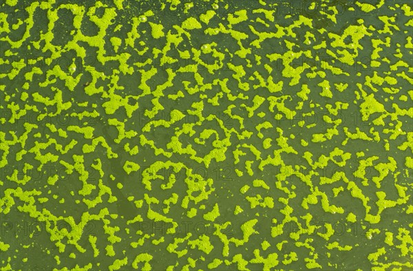 Green algae bubbles on the surface of a pond