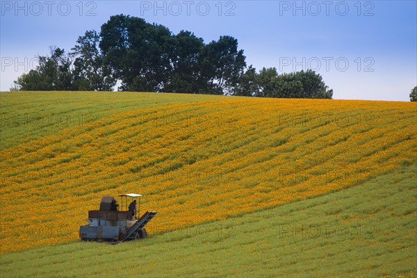 Mechanical harvest of Marigold or Calendula flowers (Calendula officinalis)