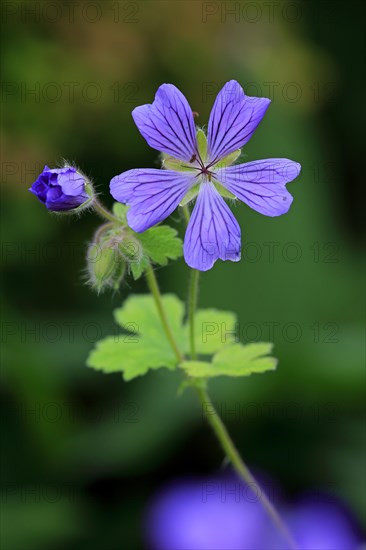 Cranesbill or Ashy Cranesbill (Geranium cinereum)
