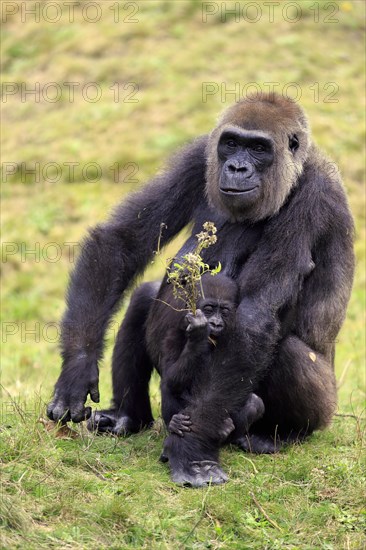 Western Lowland Gorilla (Gorilla gorilla gorilla)