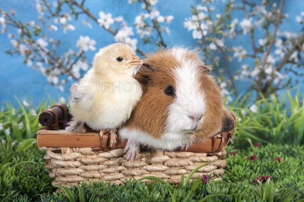 Swiss Teddy guinea pig and Brahma chick