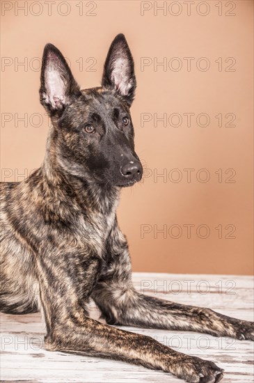 Lying Hollandse Herdershond or Dutch Shepherd Dog