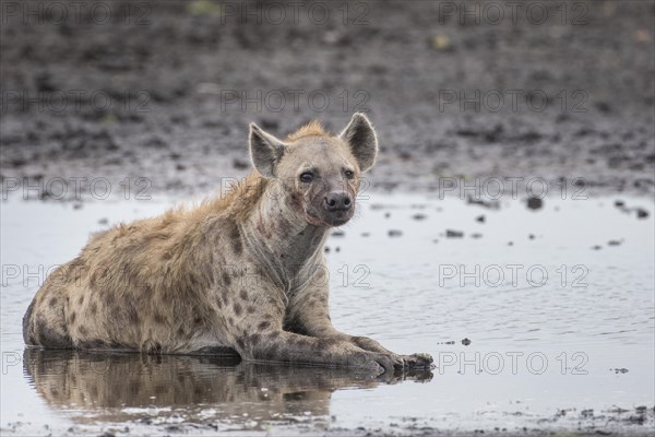 Spotted Hyena (Crocuta crocuta)