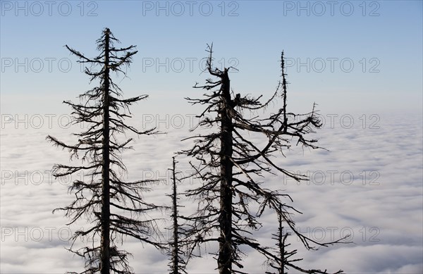 Dead Spruces (Picea)