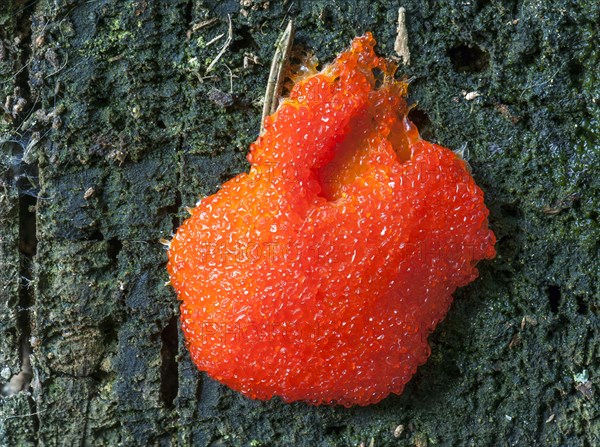 Salmon-coloured Slime Mould (Tubifera ferruginosa)