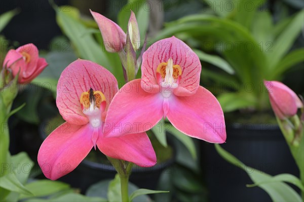 Disa orchid hybrid (Disa)