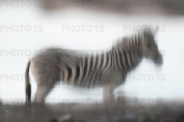 Burchell's Zebra (Equus burchelli) reflected in a water hole