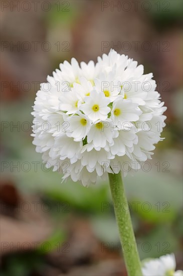 Drumstick Primrose