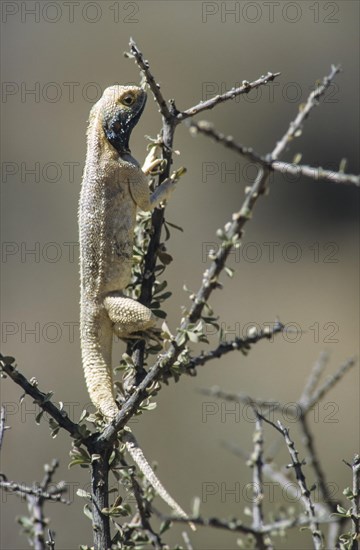Southern rock agama (Agama atra)