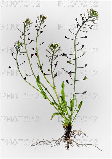 Shepherd's Purse (Capsella bursa-pastoris)