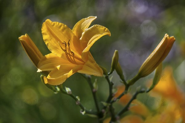 Yellow Lily (Lilium)
