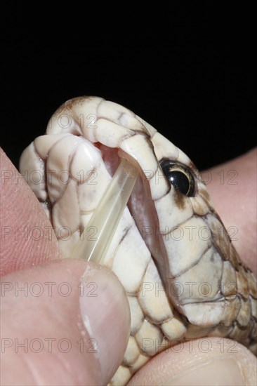 Eastern Brown Snake (Pseudonaja textilis) being milked for venom