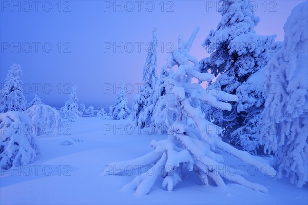 Trees in a snow-covered winter landscape
