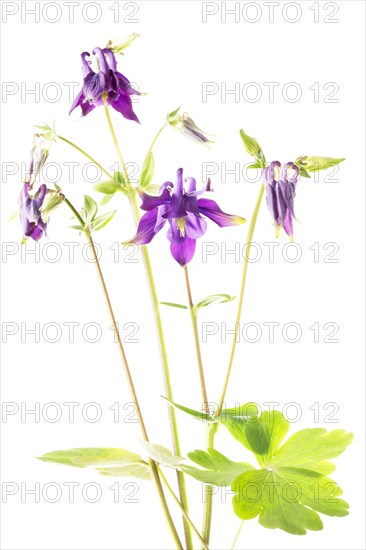 European Columbine (Aquilegia vulgaris)