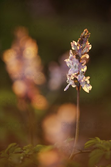 Pink-coloured Hollowroot (Corydalis cava) in the evening light