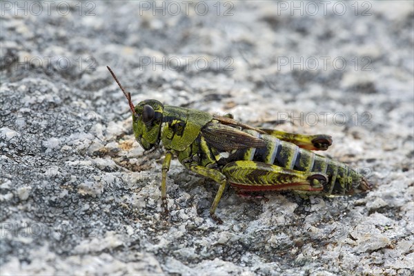 Nordic Mountain Locust (Bohemanella frigida)