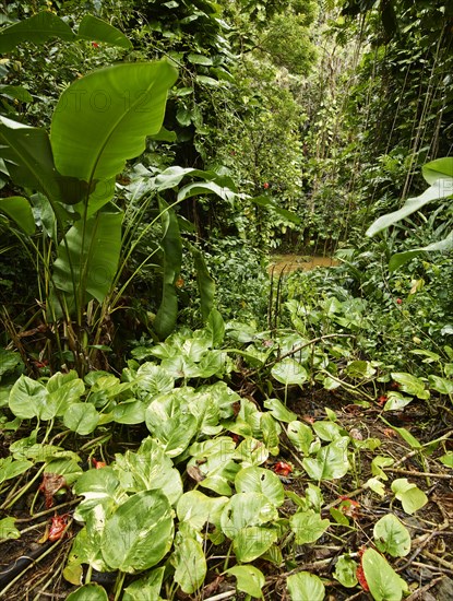 Vegetation