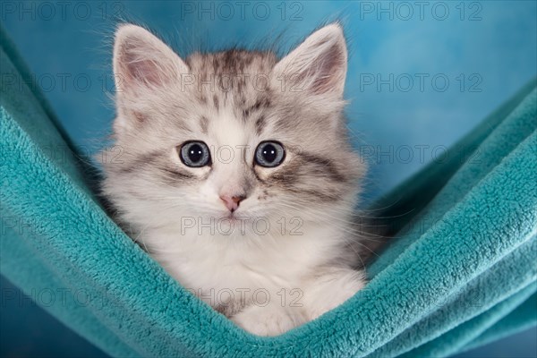 Siberian or Siberian Forest Cat