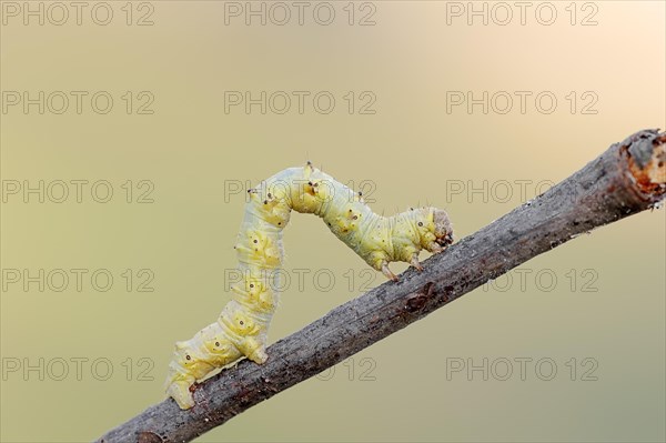 Caterpillar