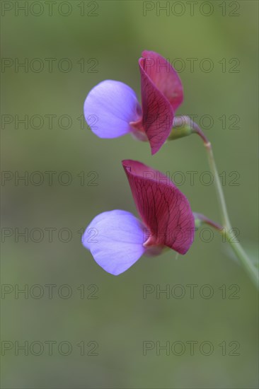 Spanish Vetchling (Lathyrus clymenum)