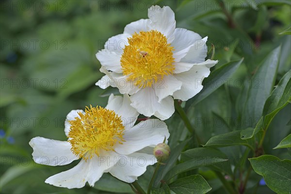 Peony (Paeonia hybrids 'Claire de Lune')