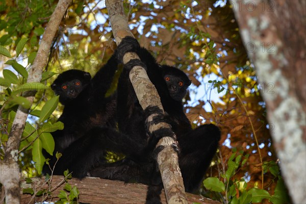 Perrier's sifakas (Propithecus perrieri)
