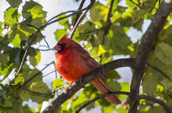 Northern Cardinal (cardinalis cardinalis)