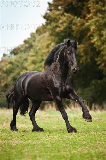 Friesian