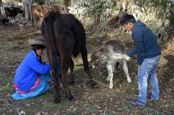 Teen milking a cow