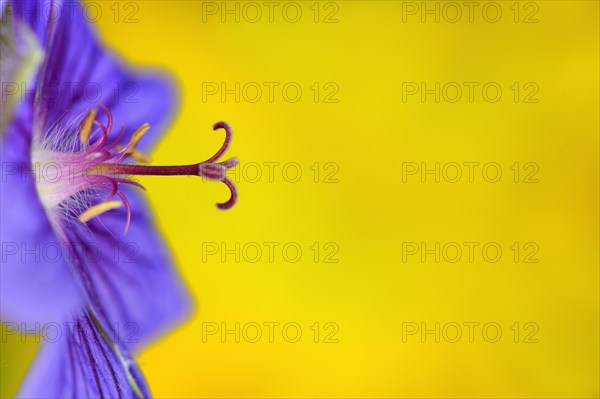 Geranium flower (Geranium)