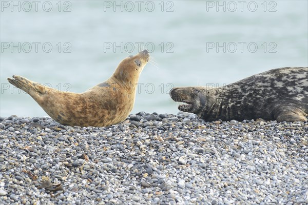 Grey Seals (Halichoerus grypus)