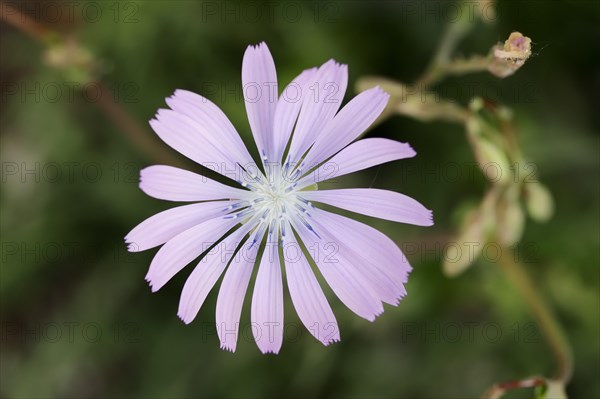 Blue Lettuce (Lactuca perennis)