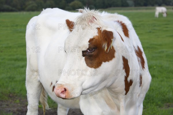 Red Holstein dairy cow on the pasture