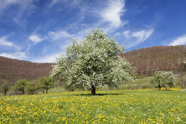 Fruit tree in blossom on a meadow in spring