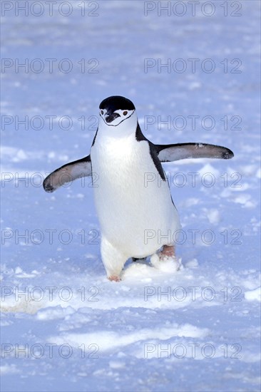 Chinstrap Penguin (Pygoscelis antarctica)
