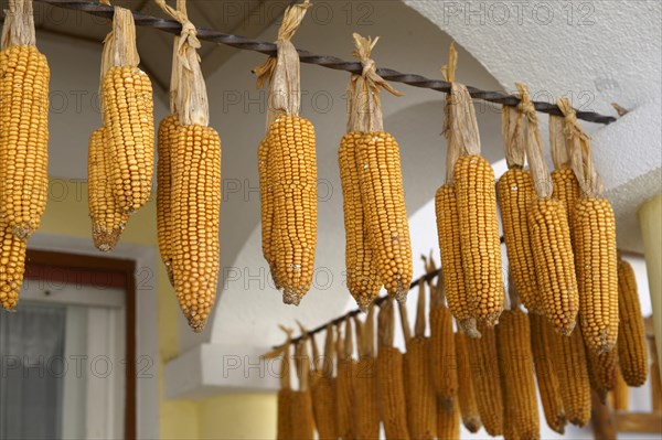 Corn cobs drying outside a farm house
