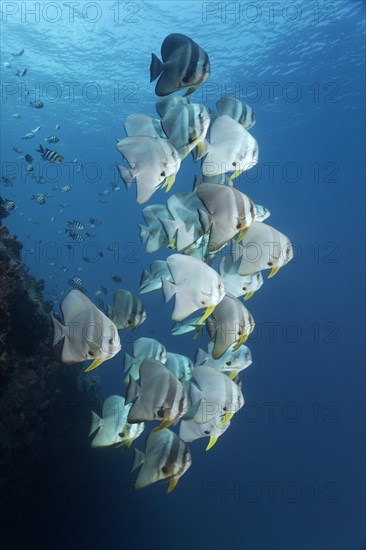 Teira Batfish (Platax teira)