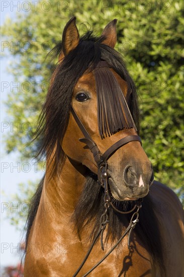 Andalusian Horse