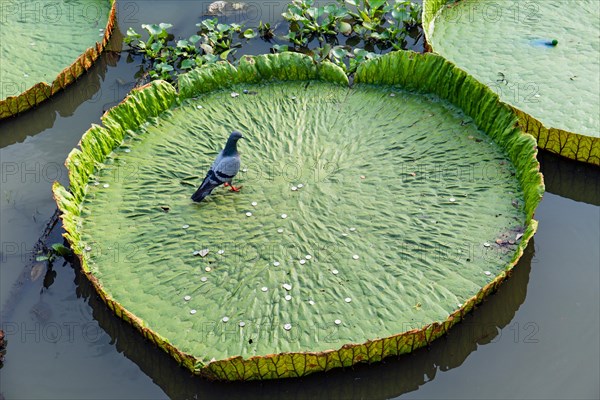 Pigeon and coins in a Giant Water Lily (Victoria sp.)