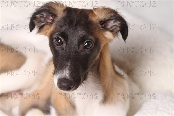 Silken Windsprite puppy