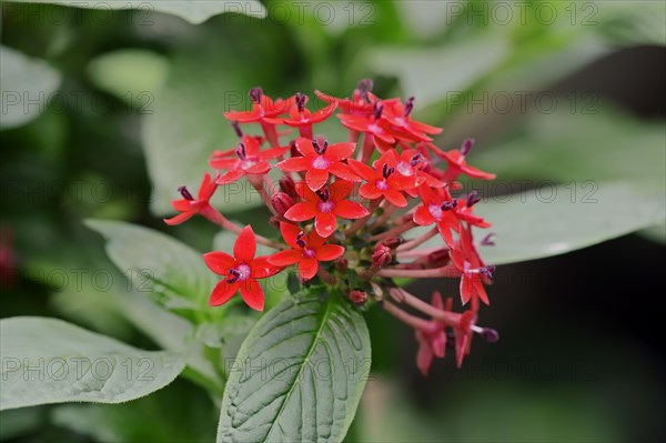 Egyptian Starcluster (Pentas lanceolata)